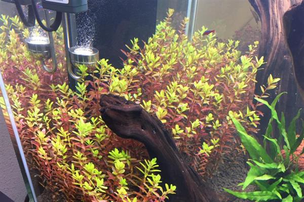 红宫廷叶子发黑是什么原因,可能是水质问题