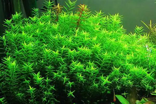 红宫廷叶子发黑是什么原因,可能是水质问题