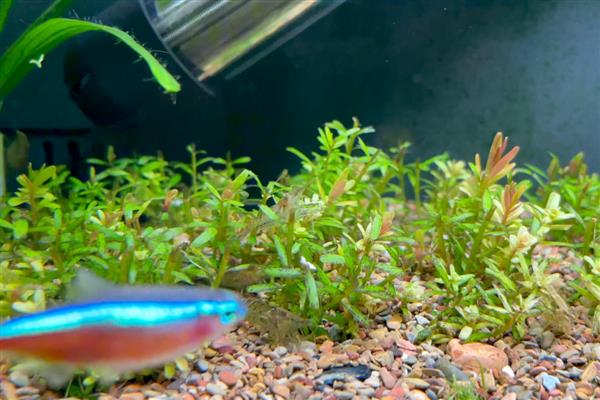 红宫廷叶子发黑是什么原因,可能是水质问题