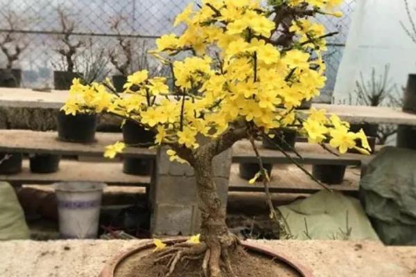 迎春花是哪种颜色，迎春花为金黄色