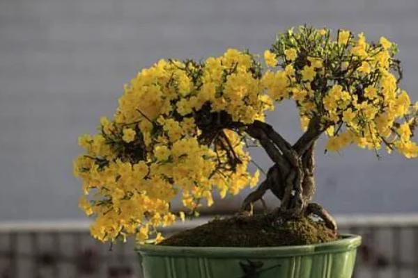 迎春花是哪种颜色，迎春花为金黄色