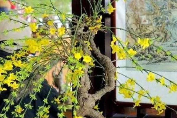 迎春花是哪种颜色，迎春花为金黄色