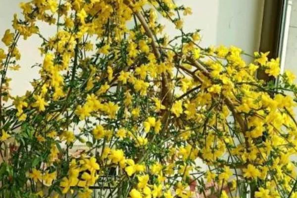 迎春花是哪种颜色，迎春花为金黄色