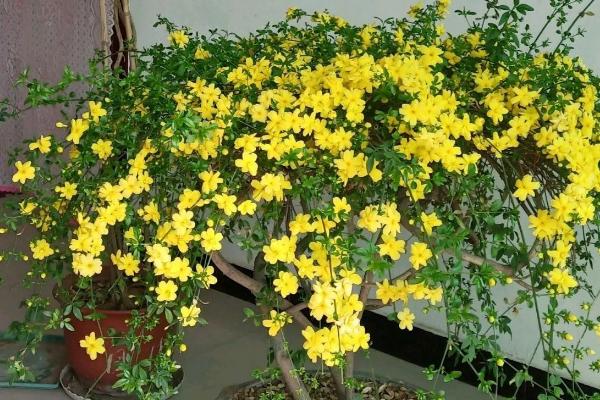 迎春花是哪种颜色，迎春花为金黄色