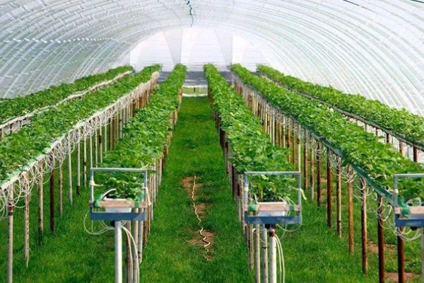 农业科技创新有什么作用，可降低农业的自然风险、社会风险和市场风险