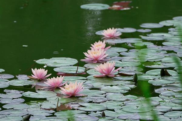 白天开放晚上合拢的花，常见的有睡莲、牵牛花等