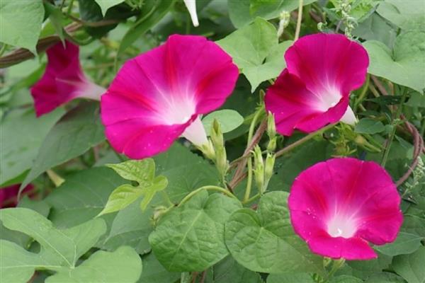 白天开放晚上合拢的花，常见的有睡莲、牵牛花等