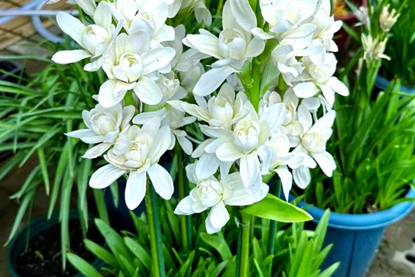 白天开放晚上合拢的花，常见的有睡莲、牵牛花等