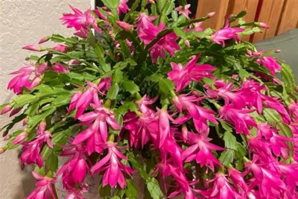白天开放晚上合拢的花，常见的有睡莲、牵牛花等