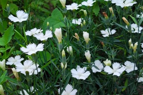 白天开放晚上合拢的花，常见的有睡莲、牵牛花等