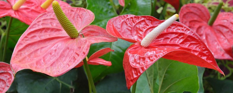 火鹤花的花语，寓意大展宏图、心心相印等