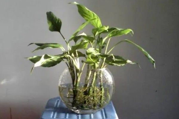斑马万年青能水培吗，斑马万年青能水培