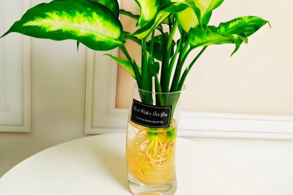 斑马万年青能水培吗，斑马万年青能水培