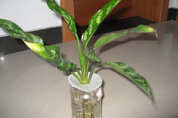 斑马万年青能水培吗，斑马万年青能水培