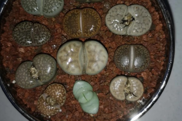 石生花皱了的原因，可能是光照不当所致