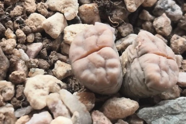 石生花皱了的原因，可能是光照不当所致