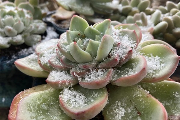 多肉淋雪后如何处理，冻伤的植株不可暴晒