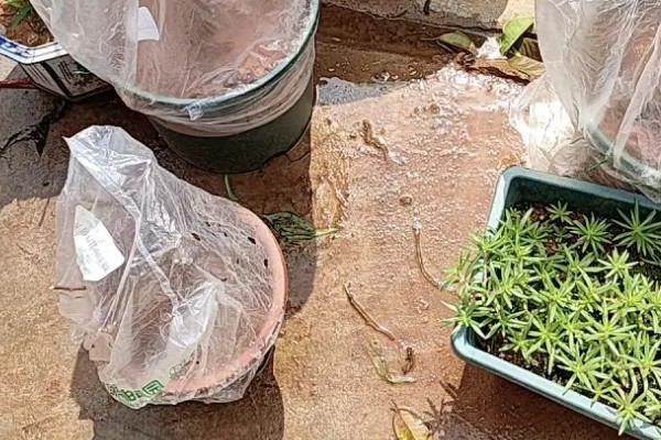 多肉淋雪后如何处理，冻伤的植株不可暴晒