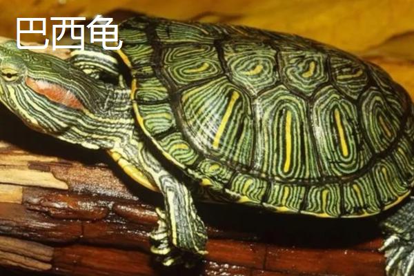 龟有什么种类，常见的有巴西龟、草龟等