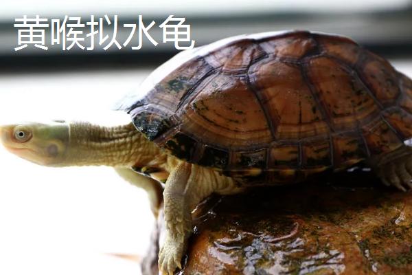 龟有什么种类，常见的有巴西龟、草龟等