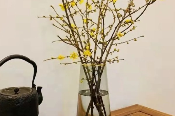 腊梅适合深水养还是浅水养，腊梅要用深水养