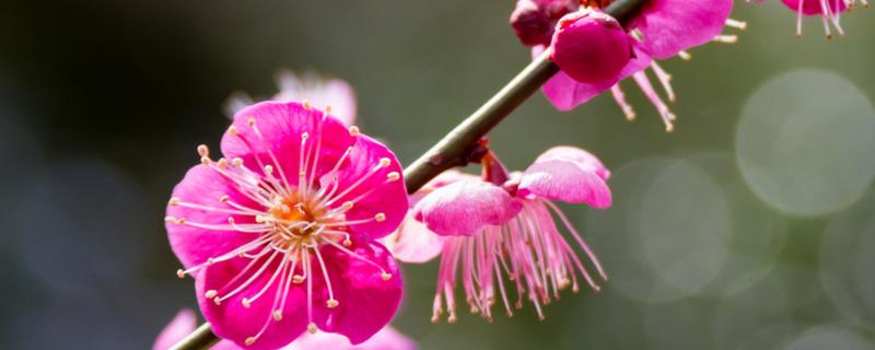 梅花的颜色种类，常见红色、黄色、粉色等颜色