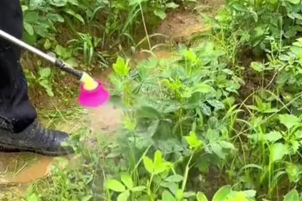 花生适合用哪些肥料，不同时期对养分的需求有区别