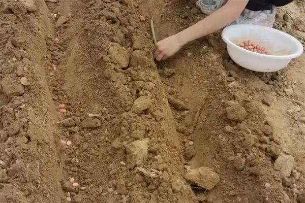 花生适合用哪些肥料，不同时期对养分的需求有区别