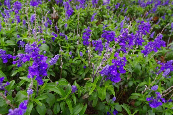 蓝花鼠尾草有什么花语，代表贞洁、英雄、正人君子等含义