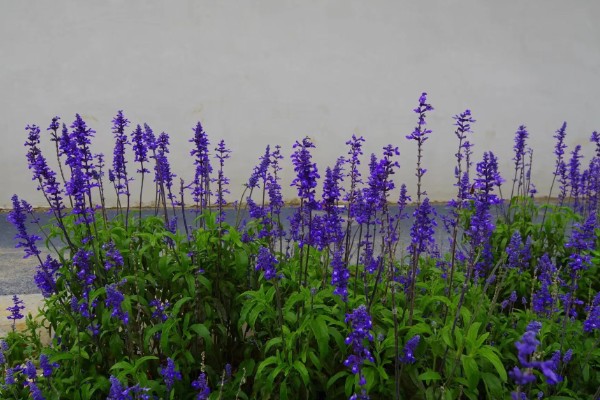 蓝花鼠尾草有什么花语，代表贞洁、英雄、正人君子等含义