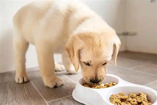 狗吃什么能让毛发变亮，海藻、胡萝卜等食物是适宜选择