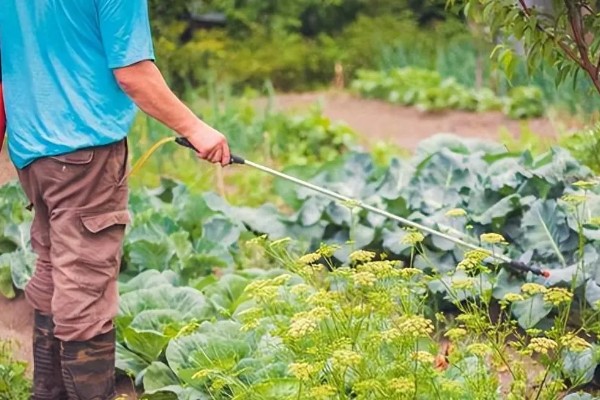 丁硫克百威的作用，可有效防治柑桔锈壁虱、蚜虫等