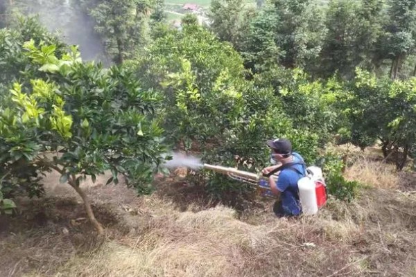 丁硫克百威的作用，可有效防治柑桔锈壁虱、蚜虫等