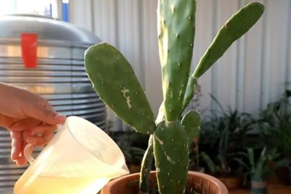 仙人球的浇水方法，春季每隔7天浇一次