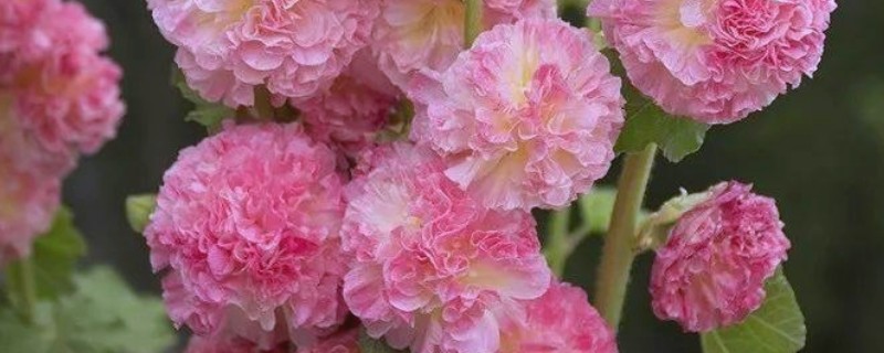 蜀葵怎么繁殖，可播种、分株或扦插繁殖