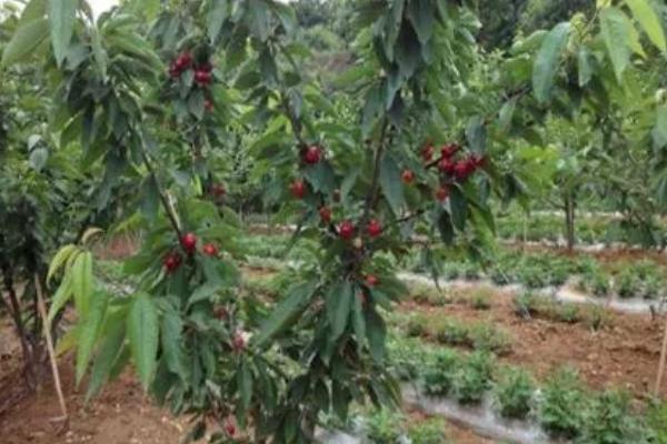车厘子的适宜种植地区，山东、河南、辽宁等省份均可栽培