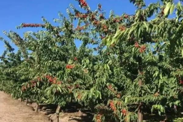 车厘子的适宜种植地区，山东、河南、辽宁等省份均可栽培
