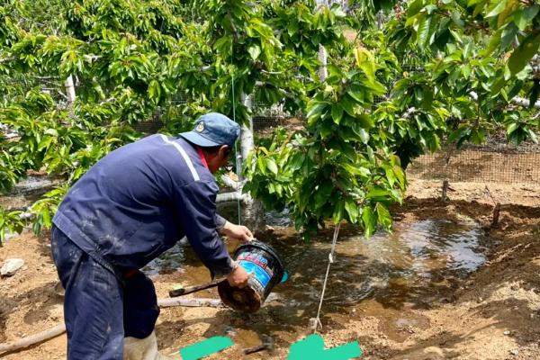 车厘子的适宜种植地区，山东、河南、辽宁等省份均可栽培