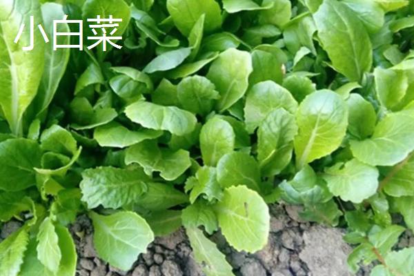 11月份播种的蔬菜，常见的有小白菜、西芹等
