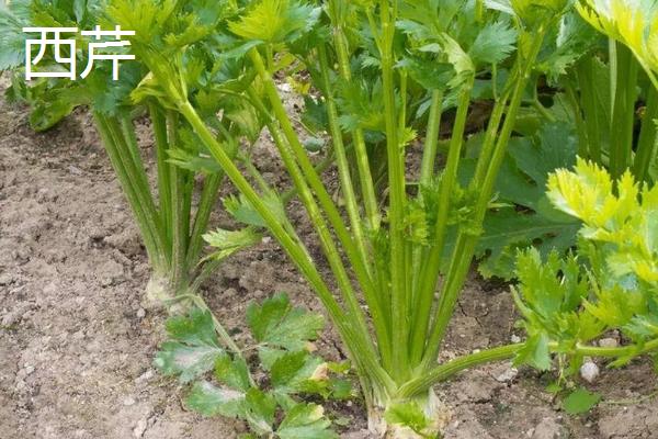 11月份播种的蔬菜，常见的有小白菜、西芹等