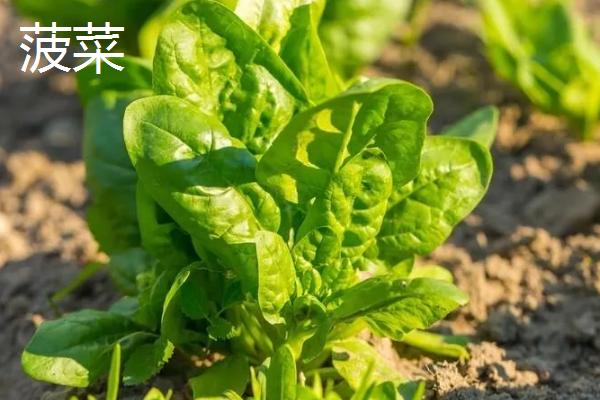 11月份播种的蔬菜，常见的有小白菜、西芹等