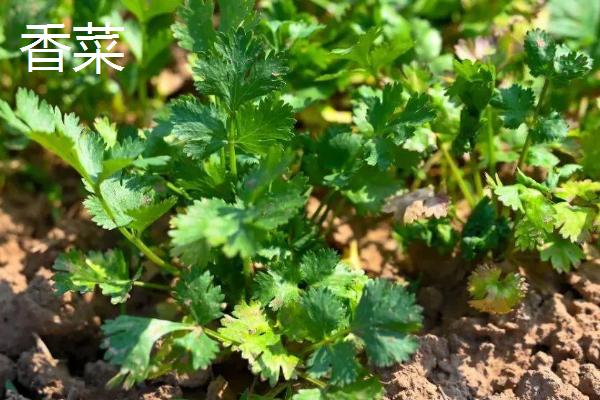 11月份播种的蔬菜，常见的有小白菜、西芹等