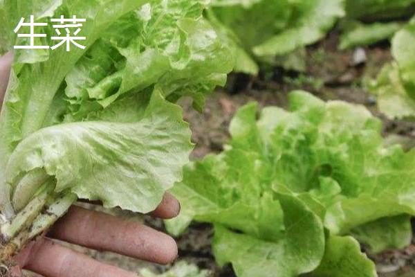 11月份播种的蔬菜，常见的有小白菜、西芹等