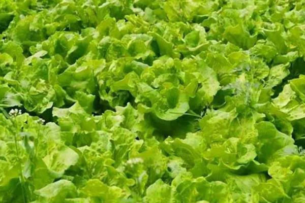 11月份播种的蔬菜，常见的有小白菜、西芹等