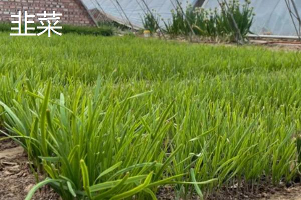 11月份播种的蔬菜，常见的有小白菜、西芹等