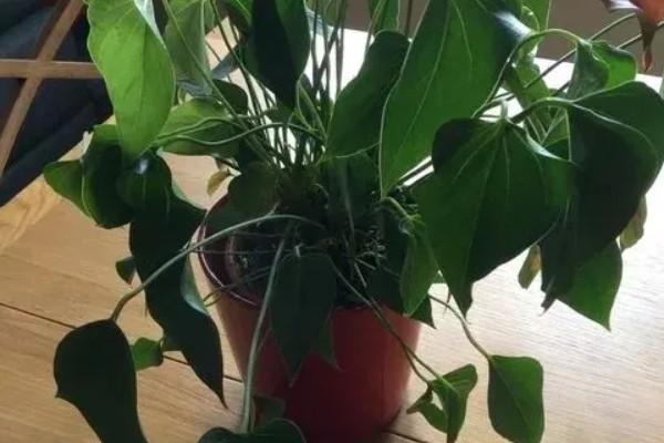 红掌不开花的原因，可能是缺肥所致