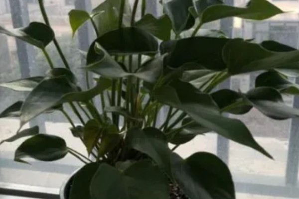 红掌不开花的原因，可能是缺肥所致