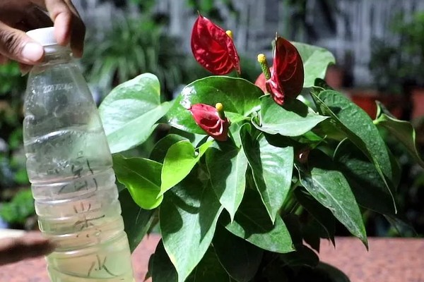 红掌不开花的原因，可能是缺肥所致