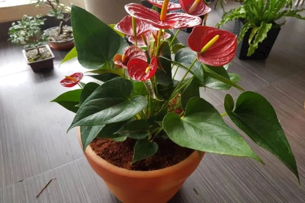 红掌不开花的原因，可能是缺肥所致