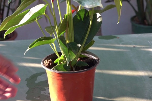 红掌不开花的原因，可能是缺肥所致